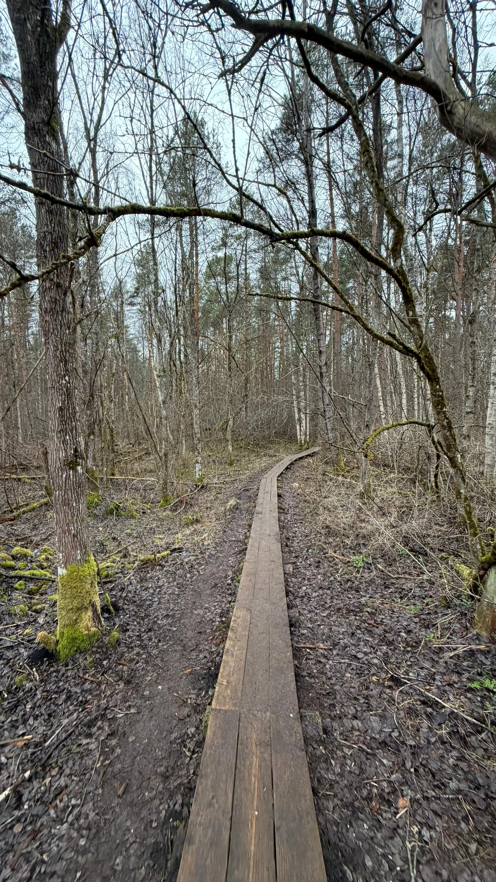 Details at Pääsküla bog trail Tallinn — travel photo