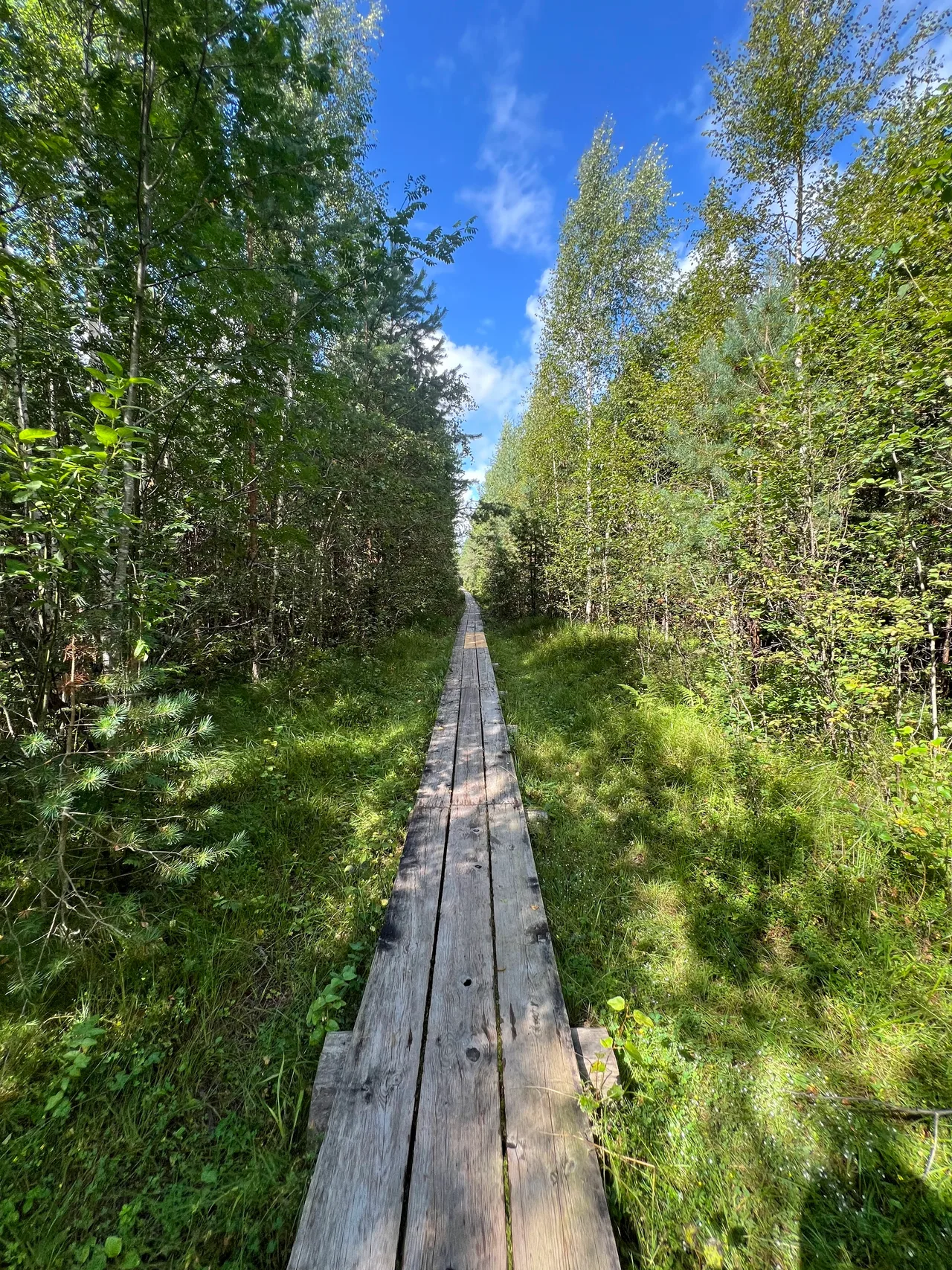 Pääsküla bog trail