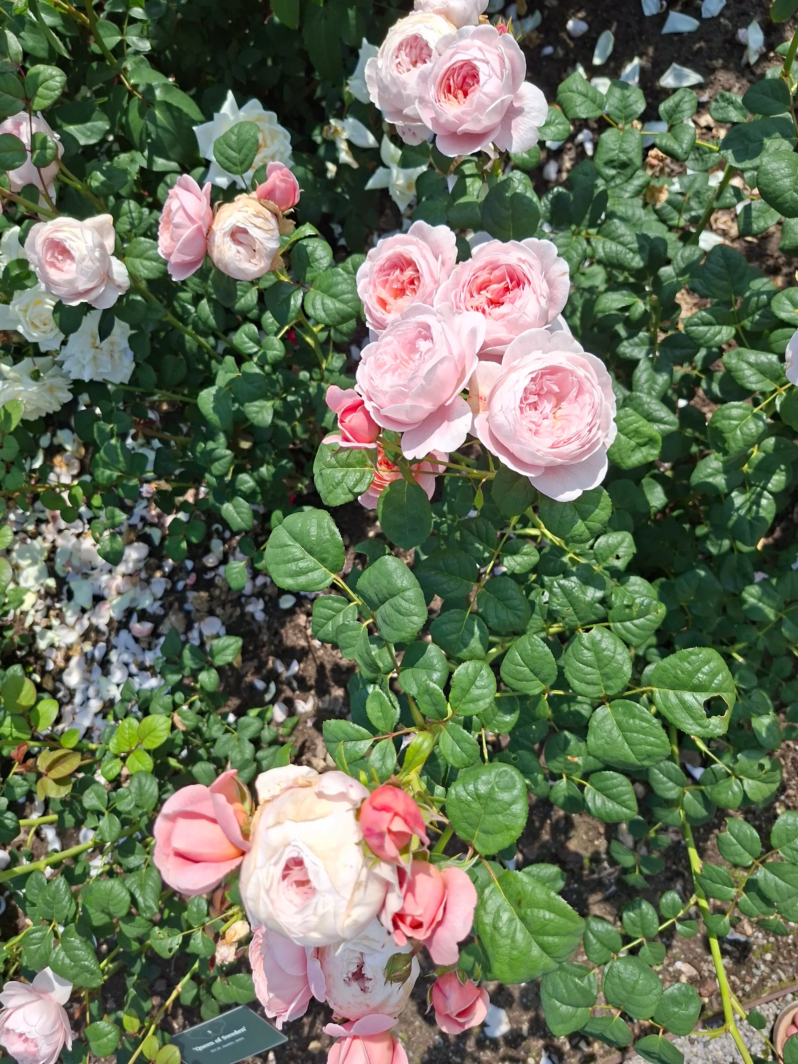 Details at Tallinn Botanic Garden Tallinn — travel photo
