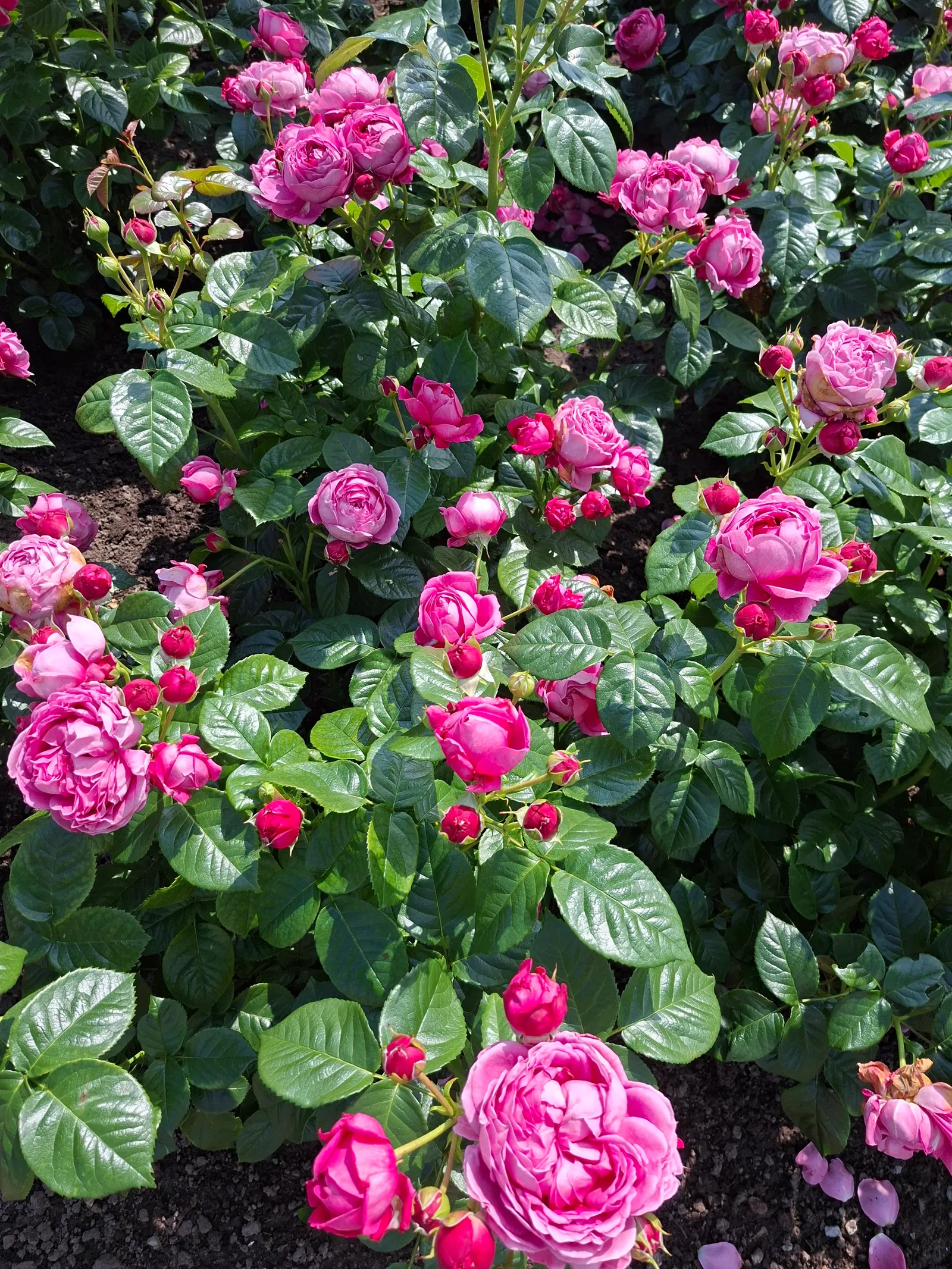 Atmosphere at Tallinn Botanic Garden Tallinn — travel photo