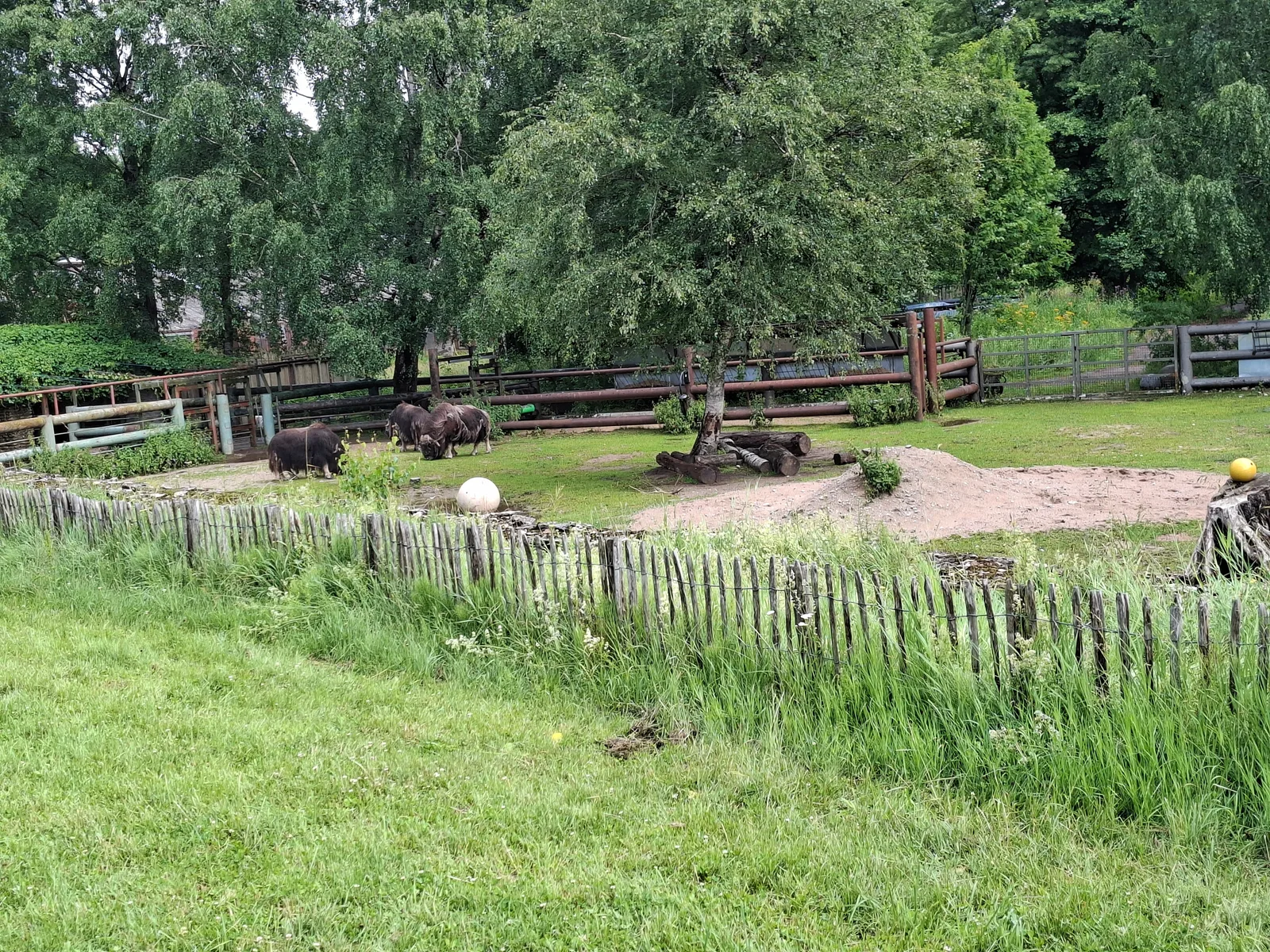 Details at Tallinn Zoo Tallinn — travel photo