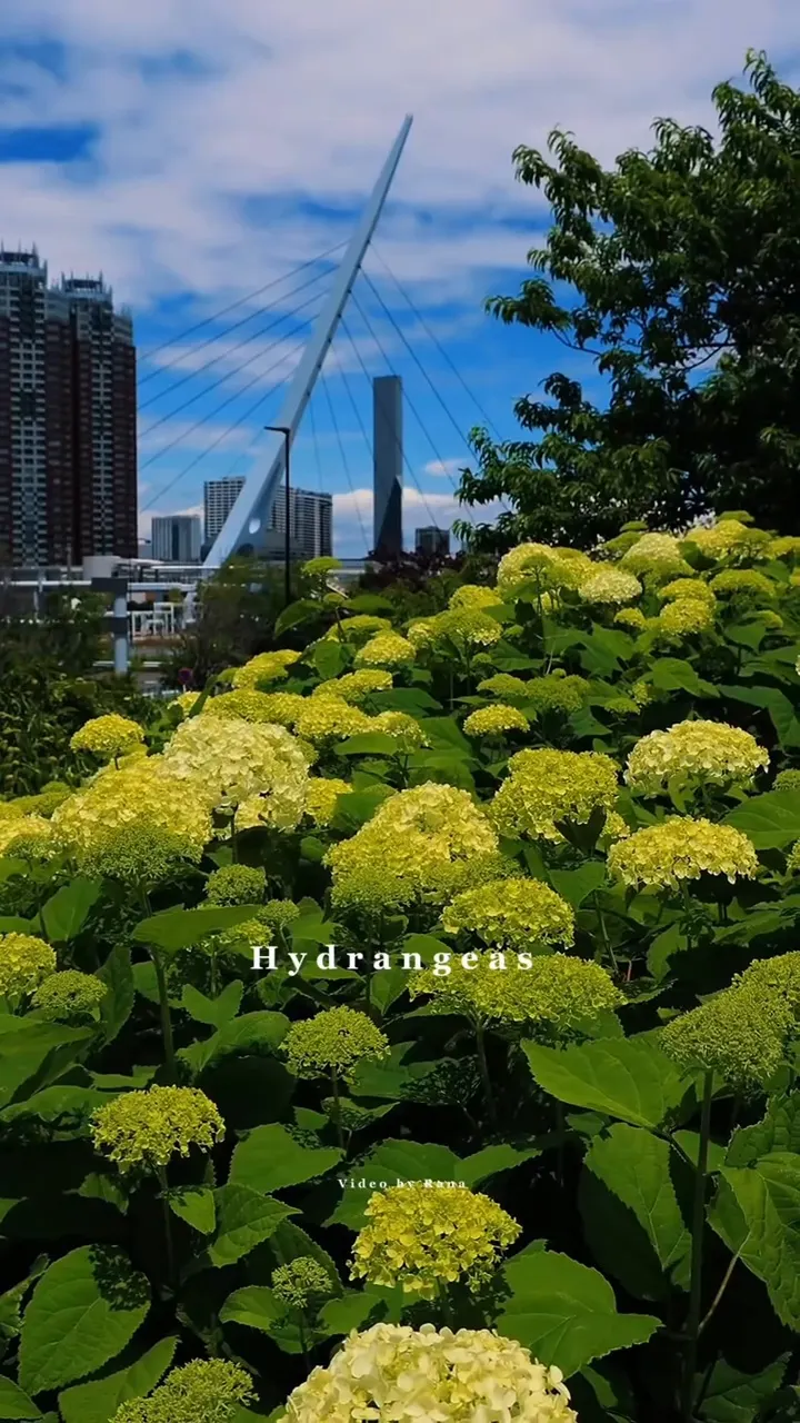 Odaiba Marine Park β budget guide Tokyo