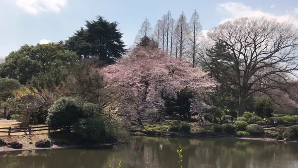 Interior at Shinjuku Gyoen National Garden Tokyo — travel photo