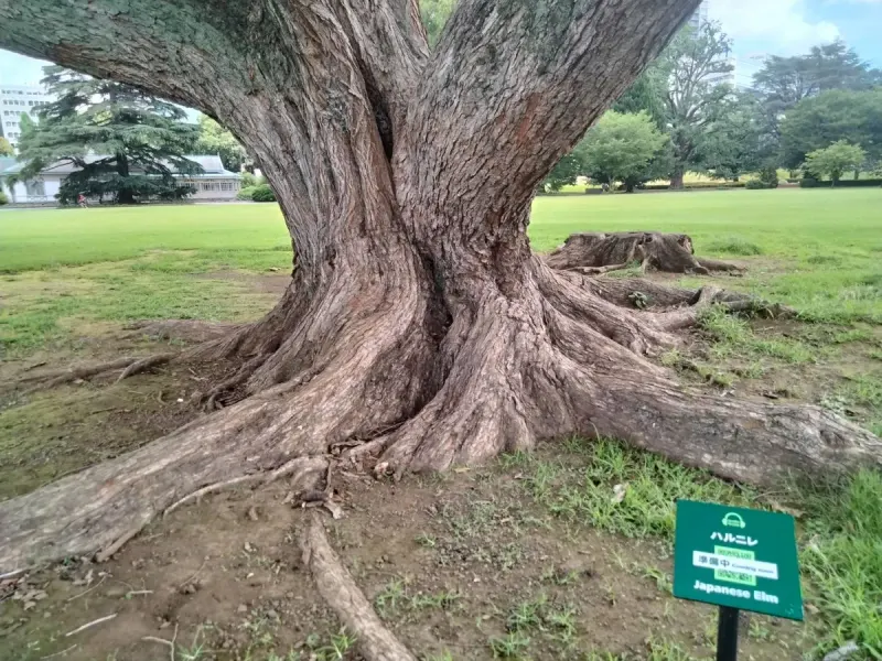 Shinjuku Gyoen National Garden