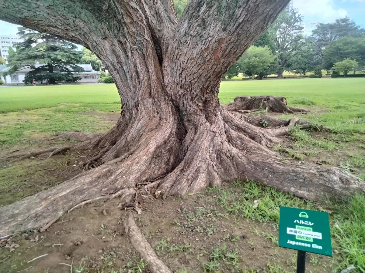 Shinjuku Gyoen National Garden