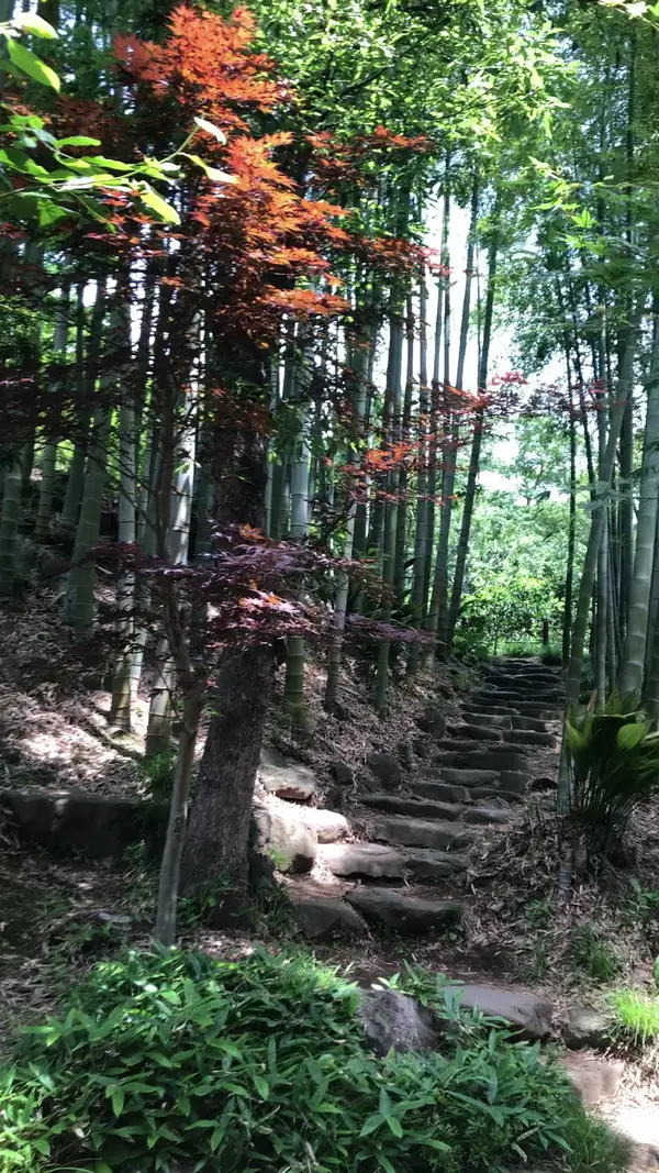 Details at Todoroki Ravine Park Tokyo — travel photo