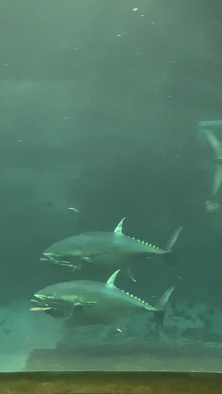 Main view at Tokyo Sea Life Park Tokyo — travel photo