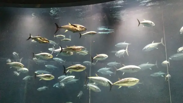 Interior at Tokyo Sea Life Park Tokyo — travel photo
