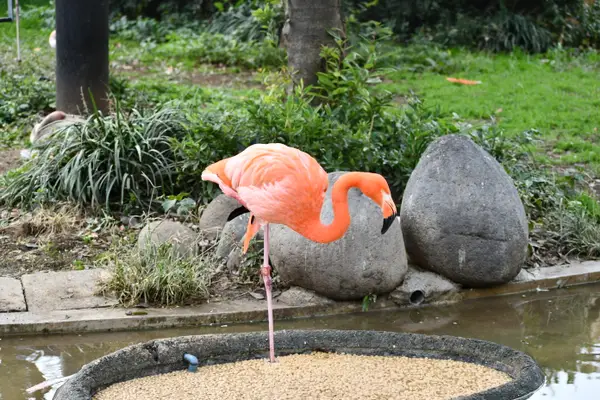 Atmosphere at Ueno Zoo Tokyo — travel photo