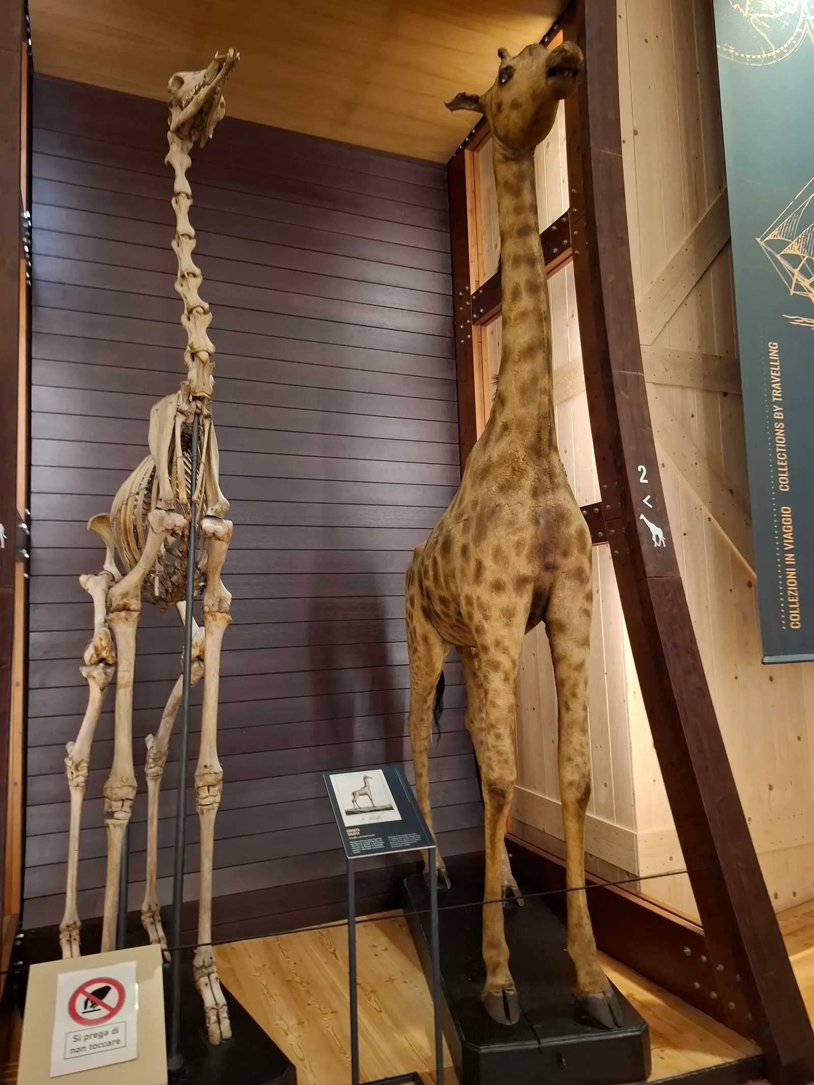 Details at Museo Regionale di Scienze Naturali Turin — travel photo