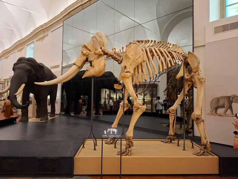 Museo Regionale di Scienze Naturali — Museum in Turin