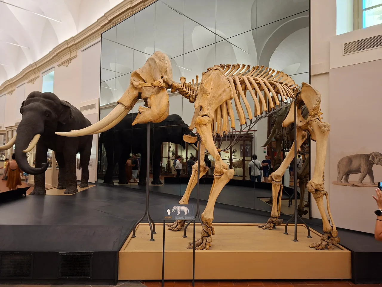 Museo Regionale di Scienze Naturali