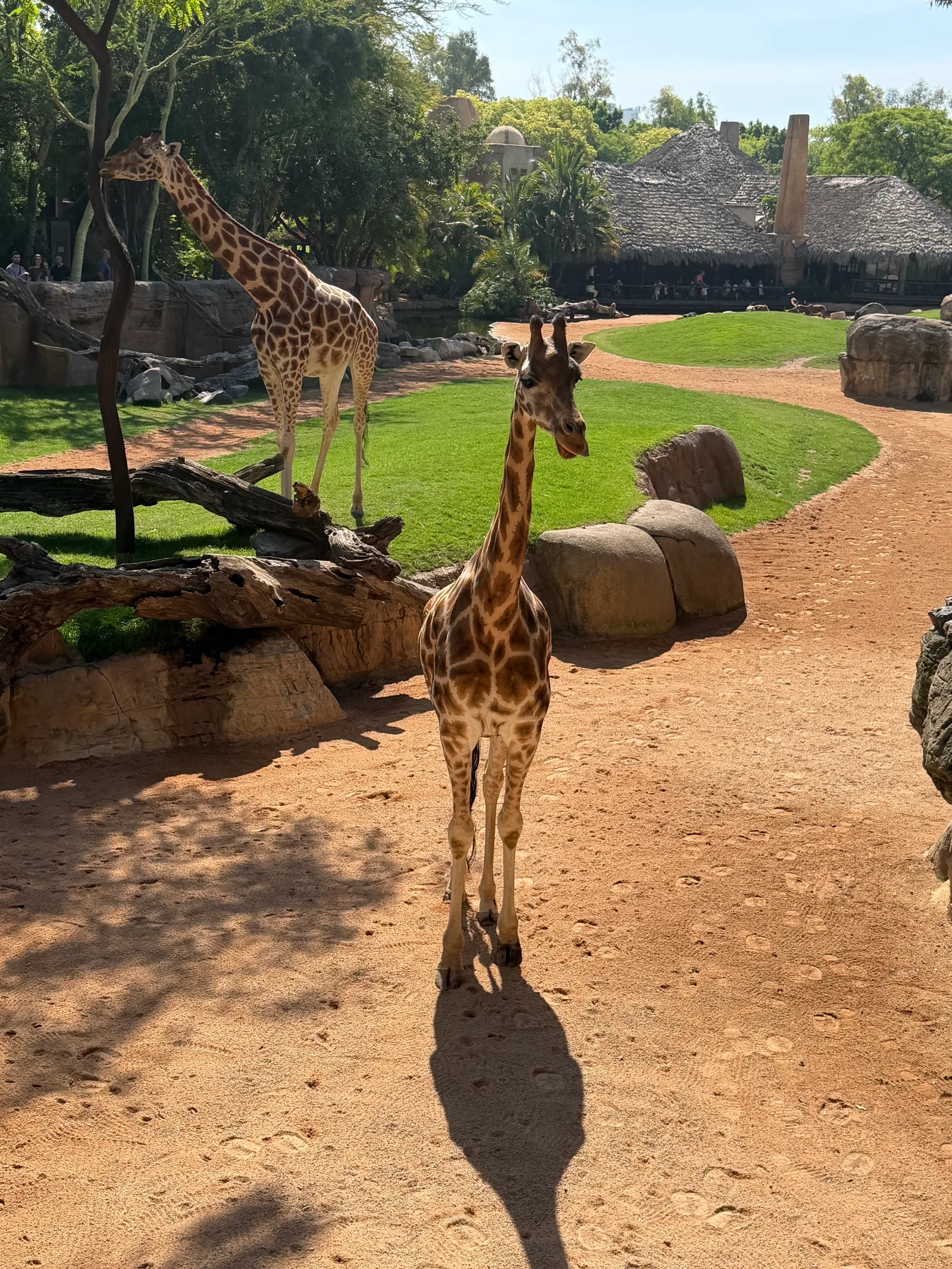 Interior at Bioparc Valencia Valencia — travel photo