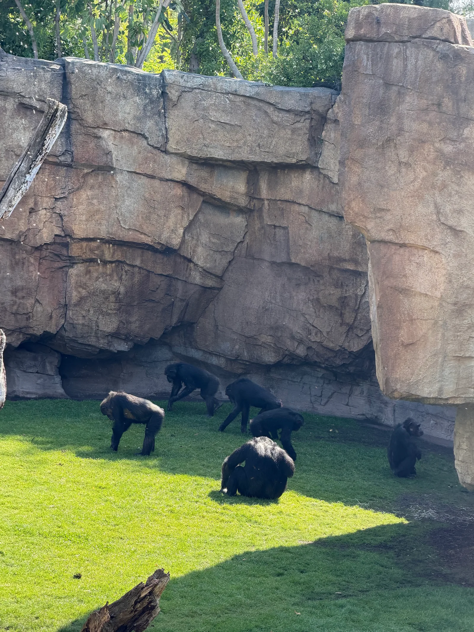 Atmosphere at Bioparc Valencia Valencia — travel photo