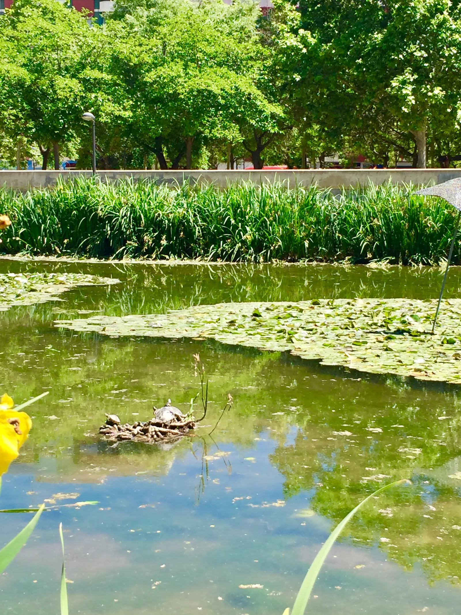 Atmosphere at La Rambleta Park Valencia — travel photo