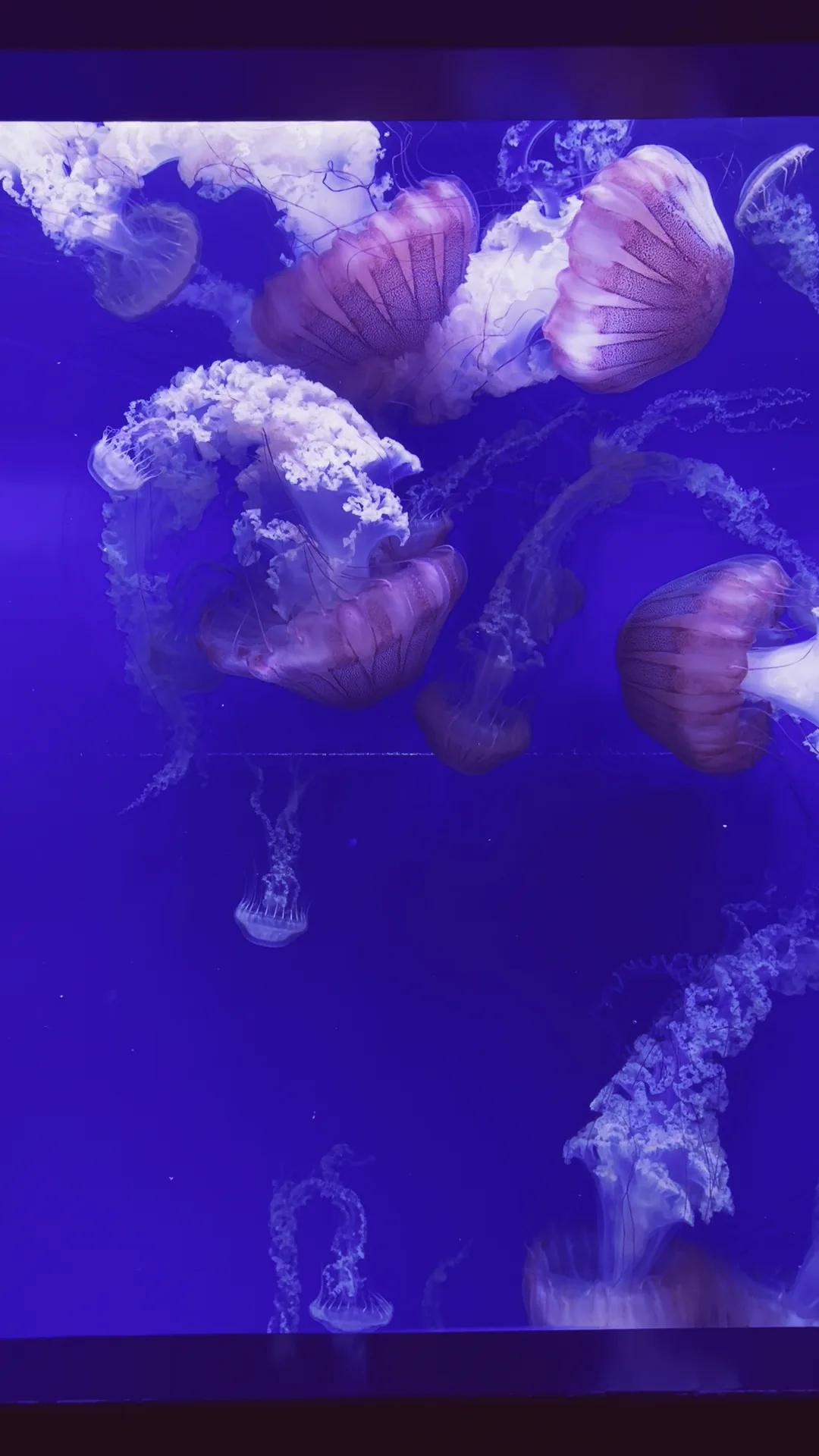 Main view at Oceanogràfic València Valencia — travel photo