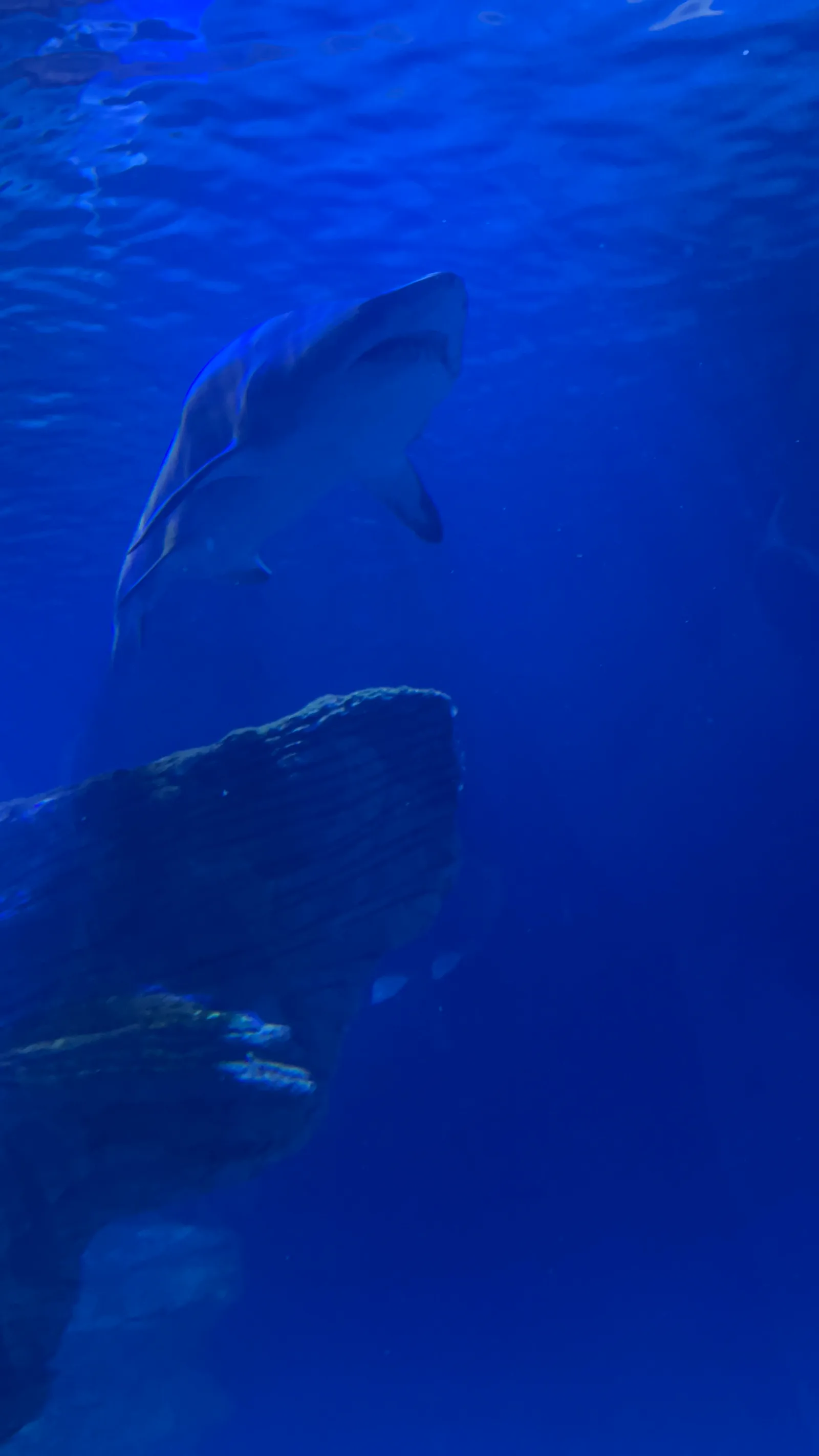 Details at Oceanogràfic València Valencia — travel photo