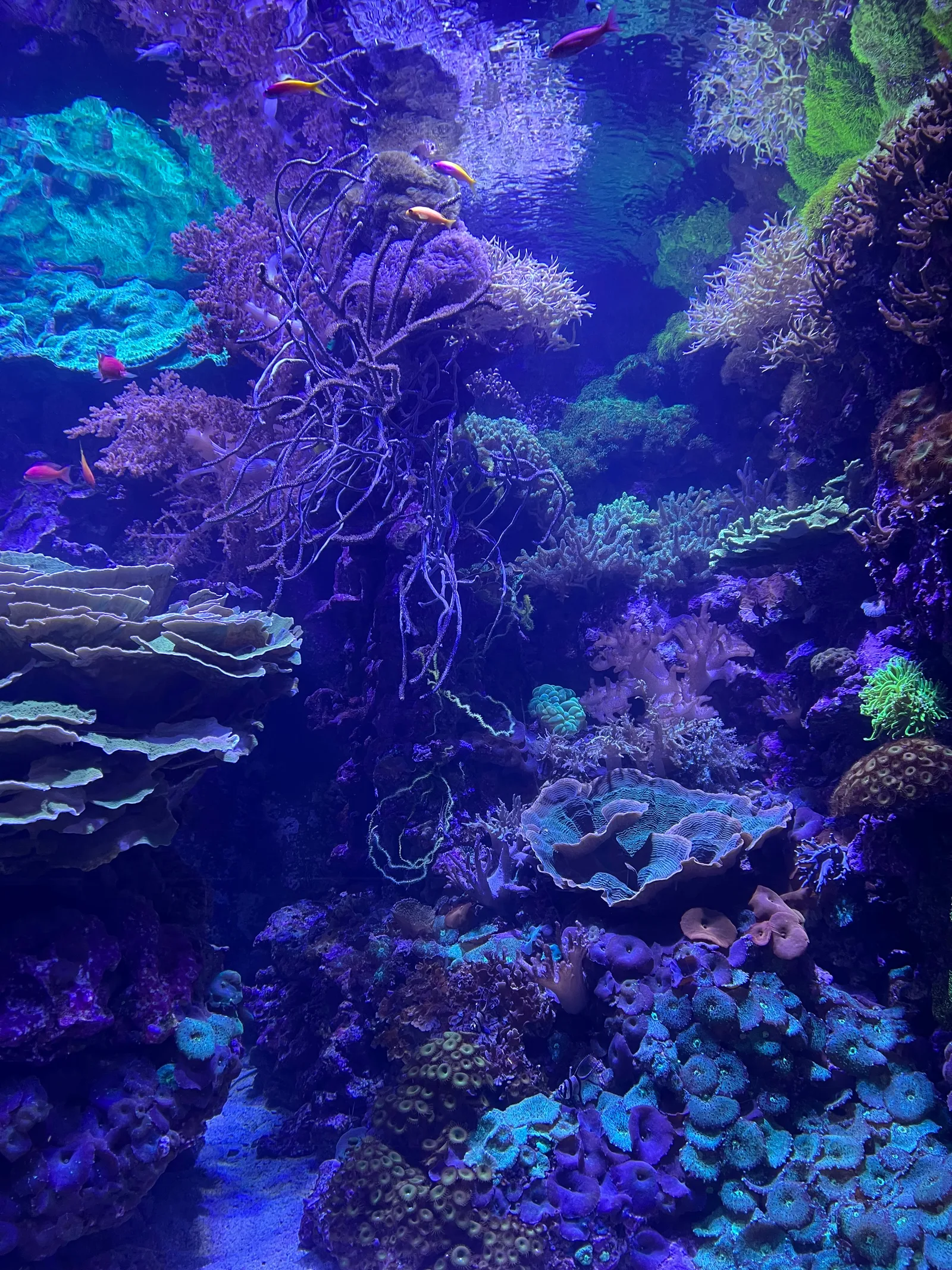 Atmosphere at Oceanogràfic València Valencia — travel photo