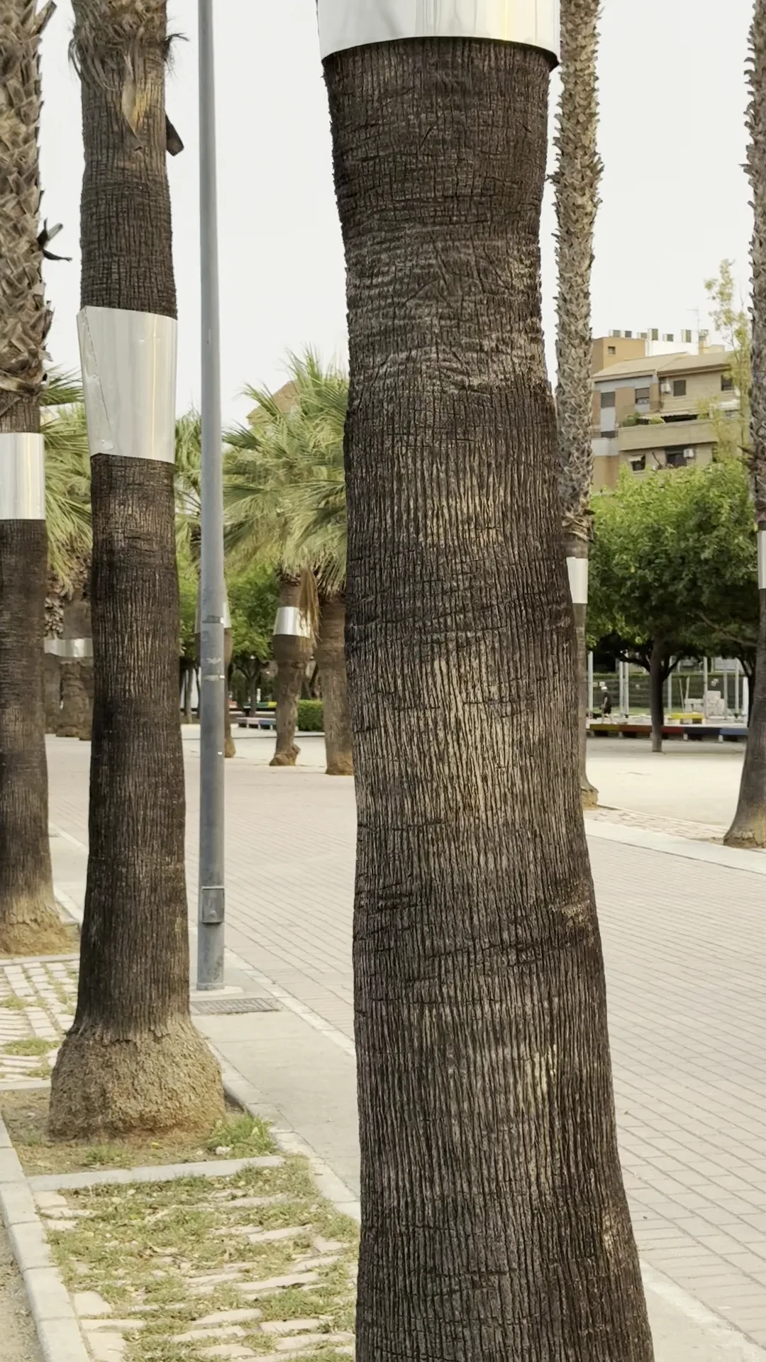 Main view at Sequieta Park Valencia — travel photo