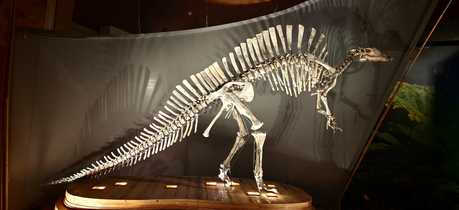Interior at Museo di Storia Naturale Giancarlo Ligabue (Fondaco dei Turchi) Venice — travel photo