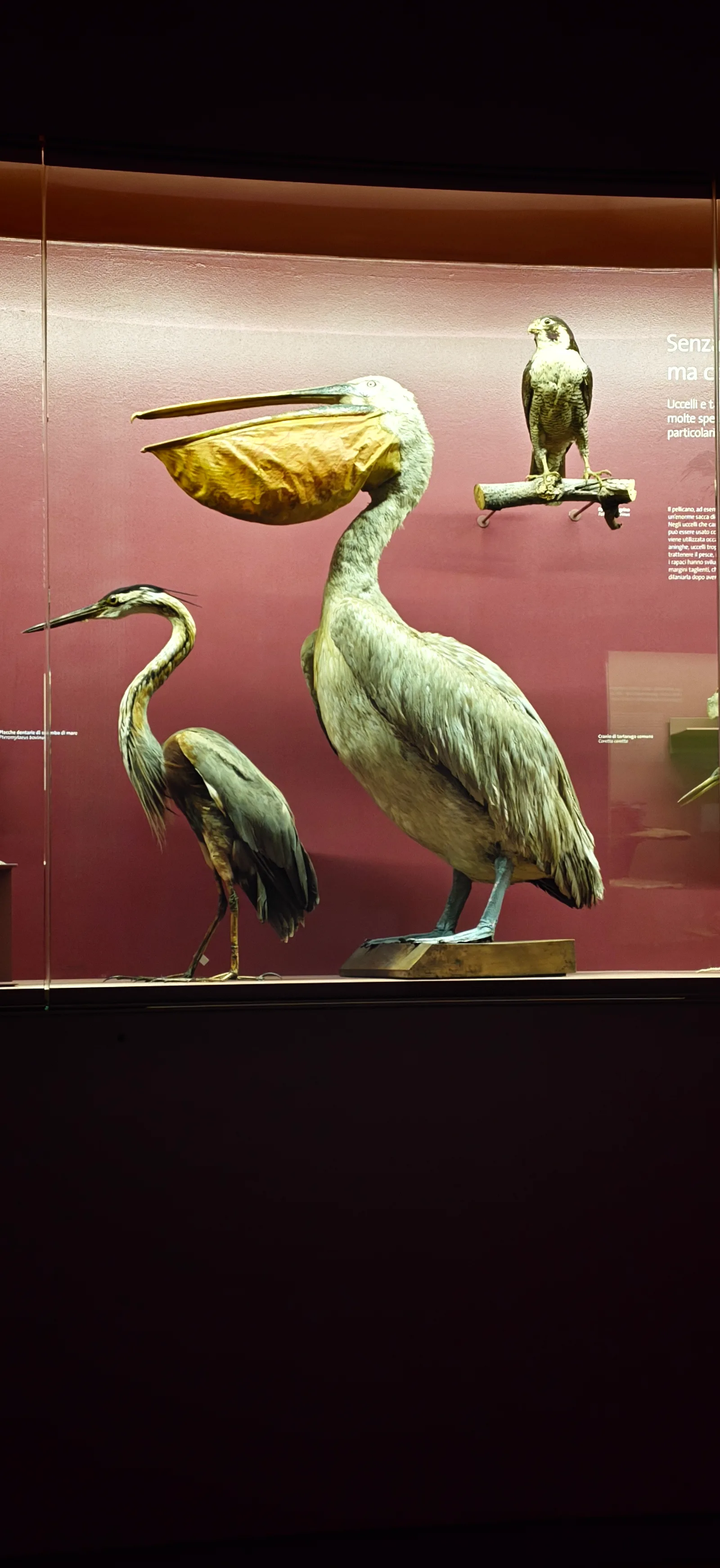 Atmosphere at Museo di Storia Naturale Giancarlo Ligabue (Fondaco dei Turchi) Venice — travel photo