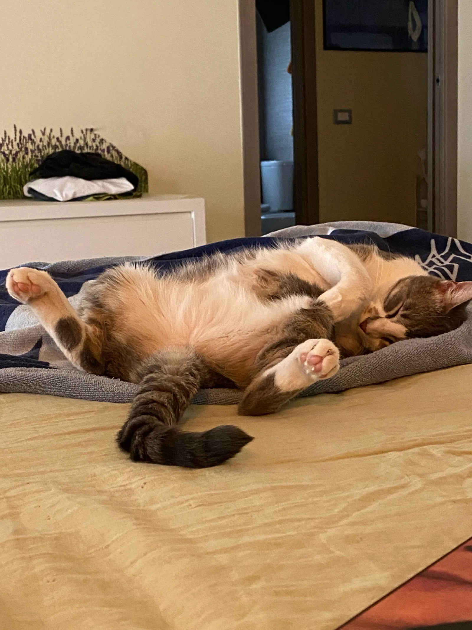 Details at Blu pet Verona — travel photo
