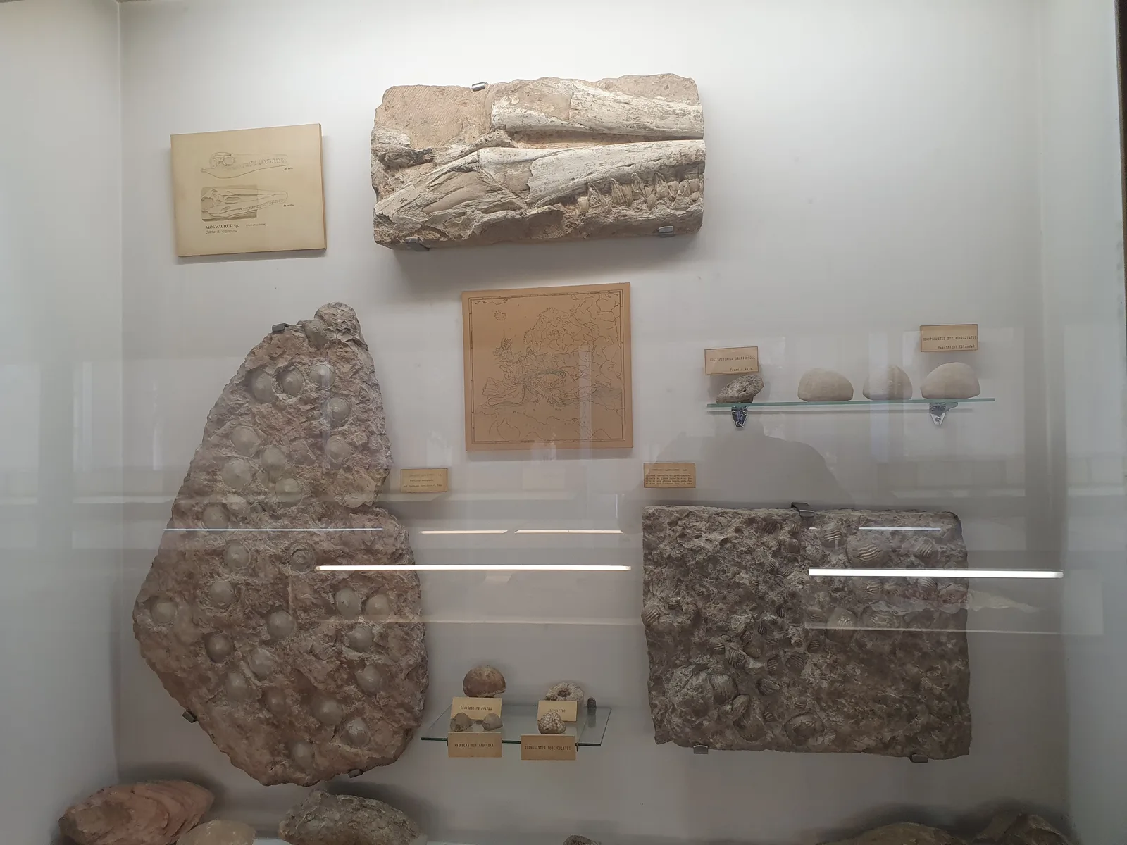 Main view at Museo di Storia Naturale Verona — travel photo