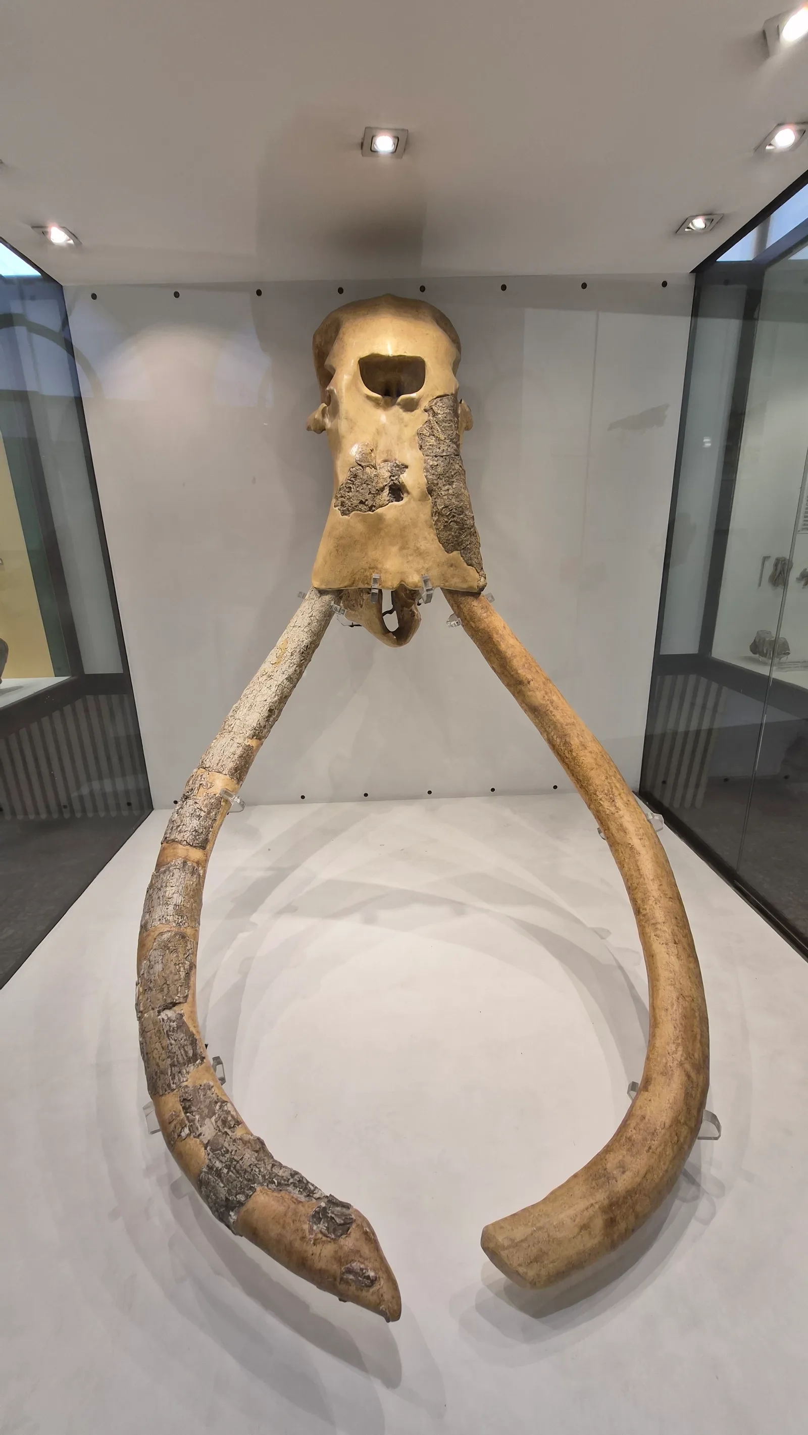 Details at Museo di Storia Naturale Verona — travel photo