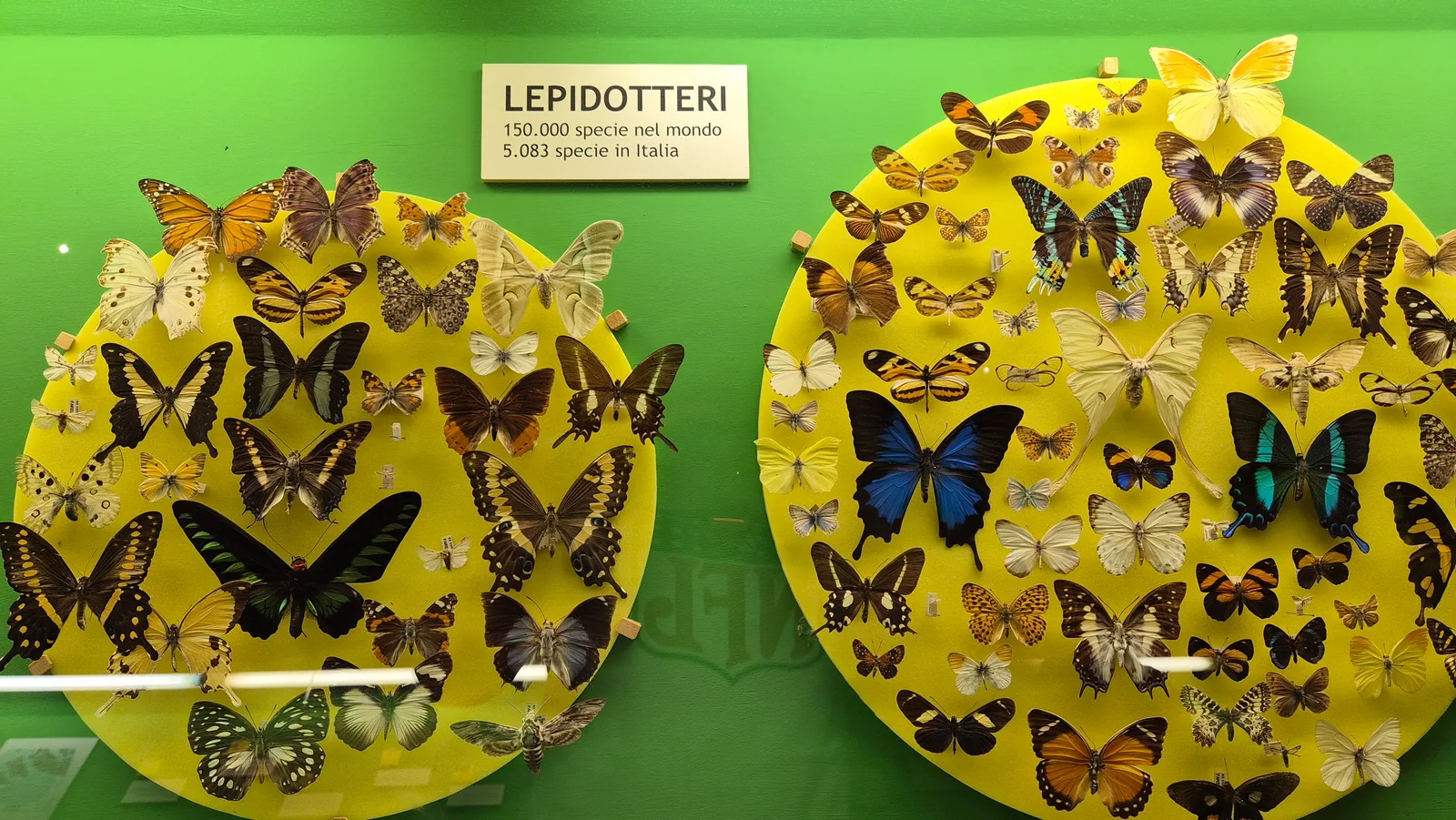 Atmosphere at Museo di Storia Naturale Verona — travel photo