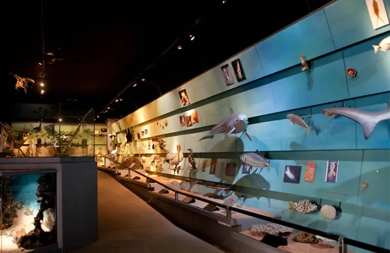 Museo di Storia Naturale — history museum in Verona
