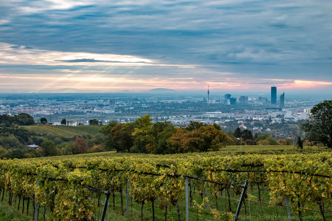 Cobenzl Aussicht