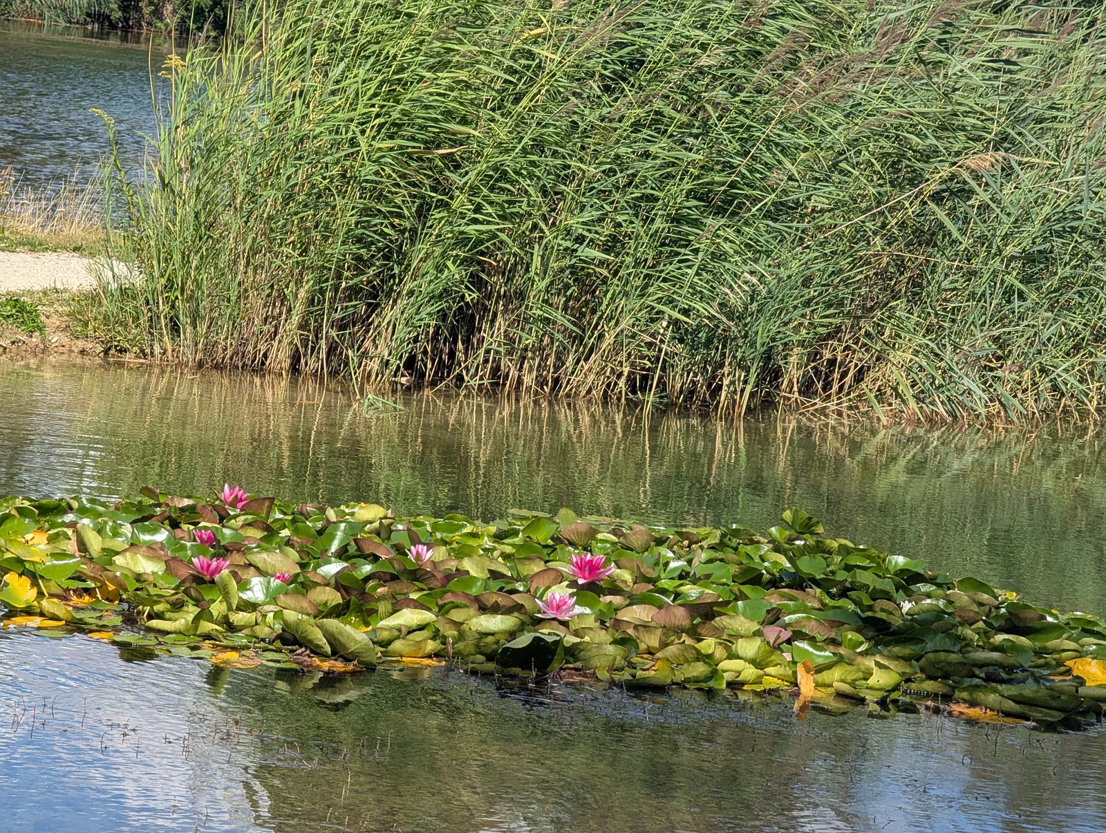 Main view at Floridsdorfer Wasserpark Vienna — travel photo