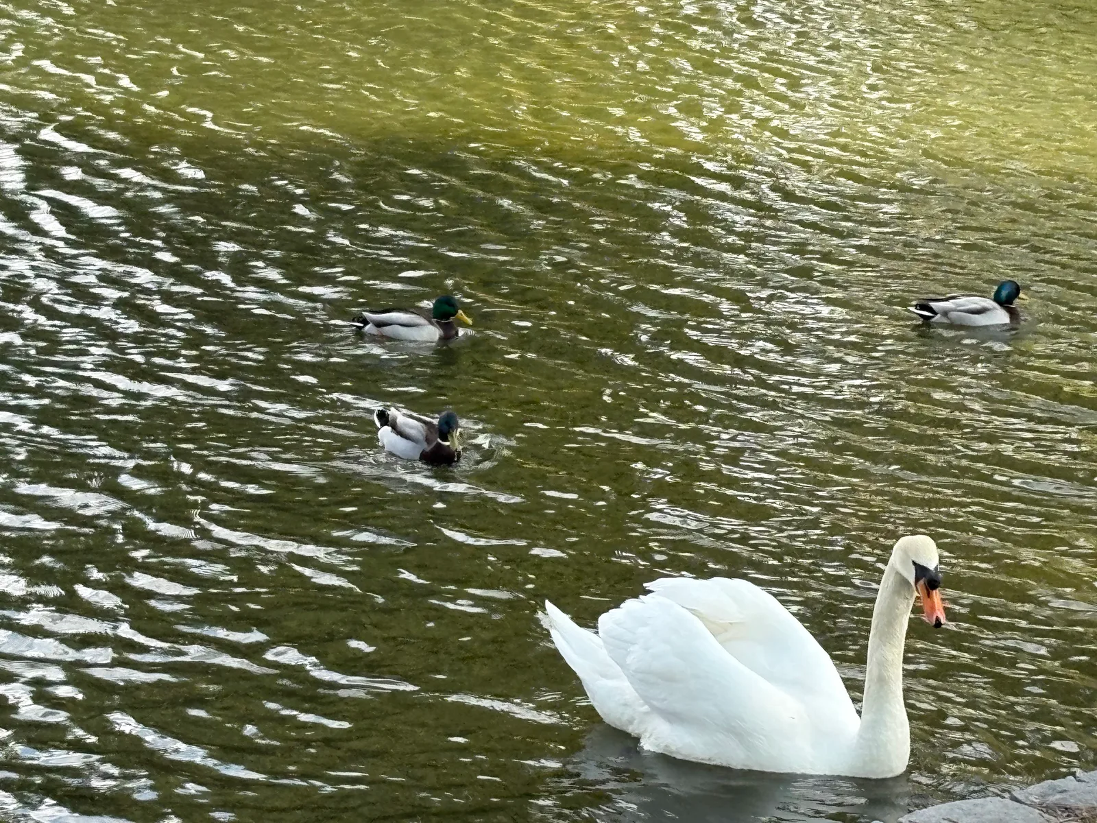 Atmosphere at Floridsdorfer Wasserpark Vienna — travel photo