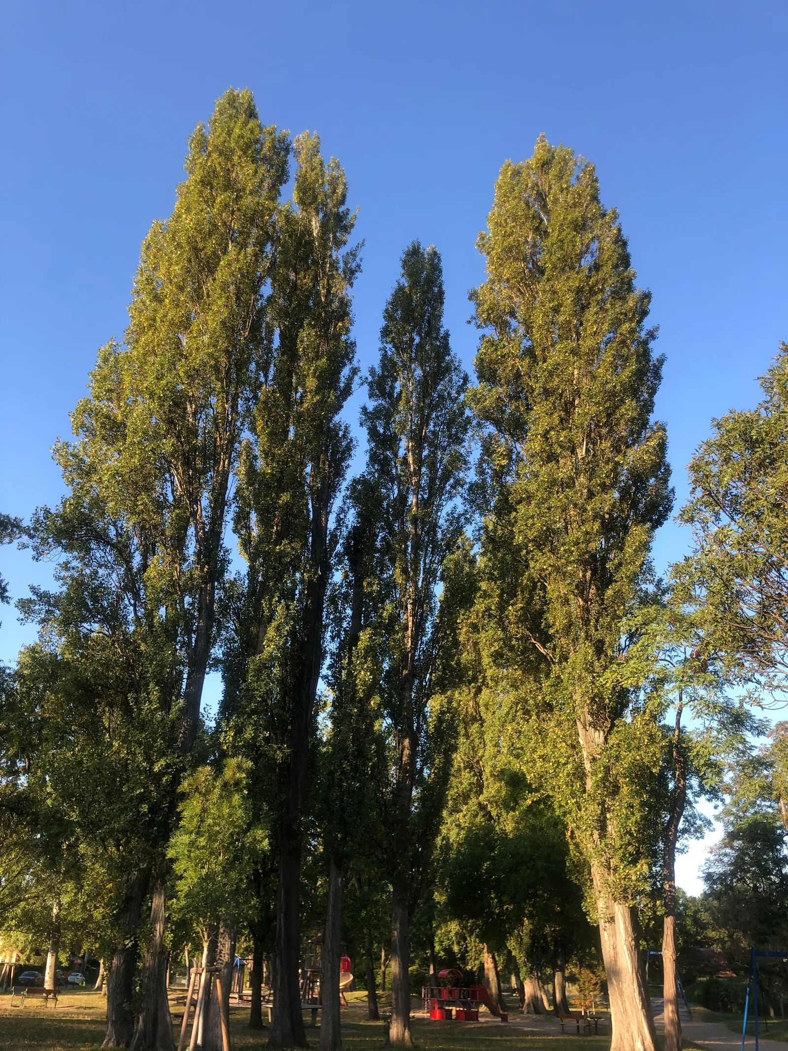 Atmosphere at Lagerwiese Rehlacke Vienna — travel photo