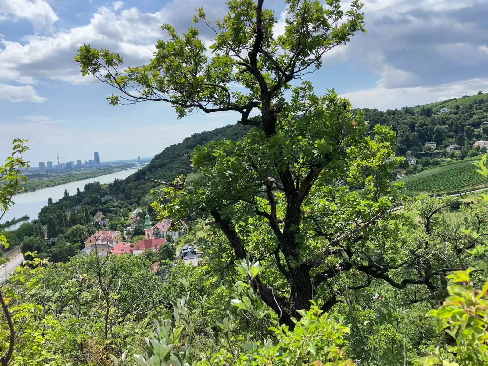 Main view at Leopoldsberg Vienna — travel photo