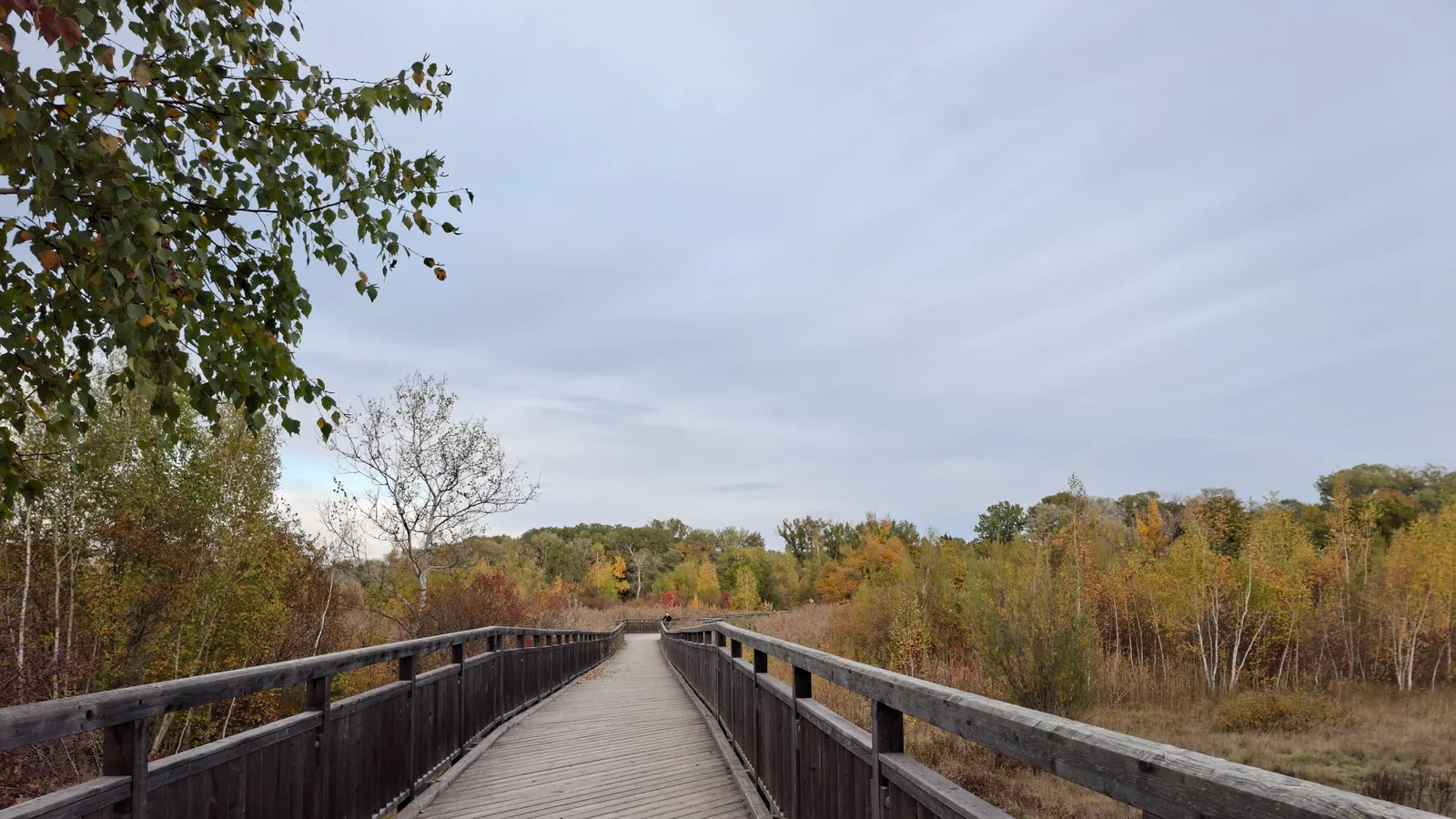 Details at Nationalpark Donau-Auen - Eingang Wien-Lobau Vienna — travel photo