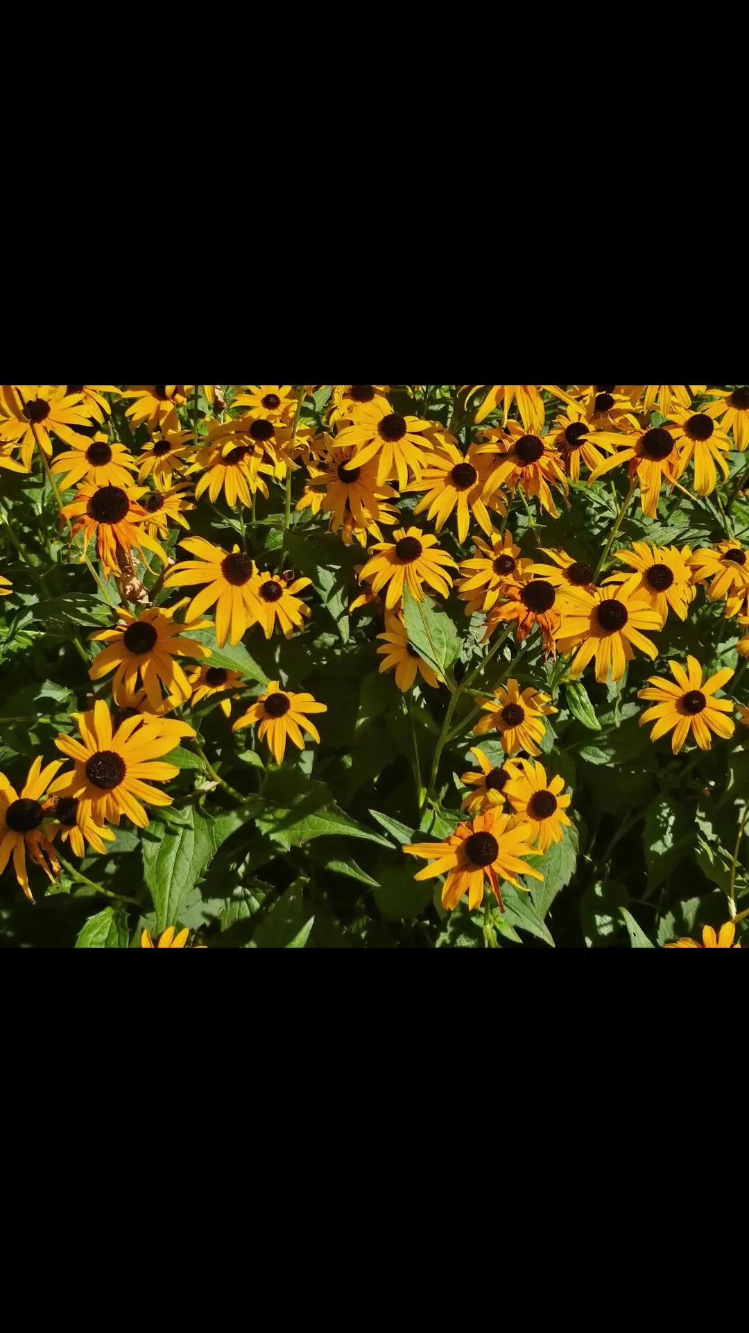 Main view at University of Vienna Botanical Garden Vienna — travel photo