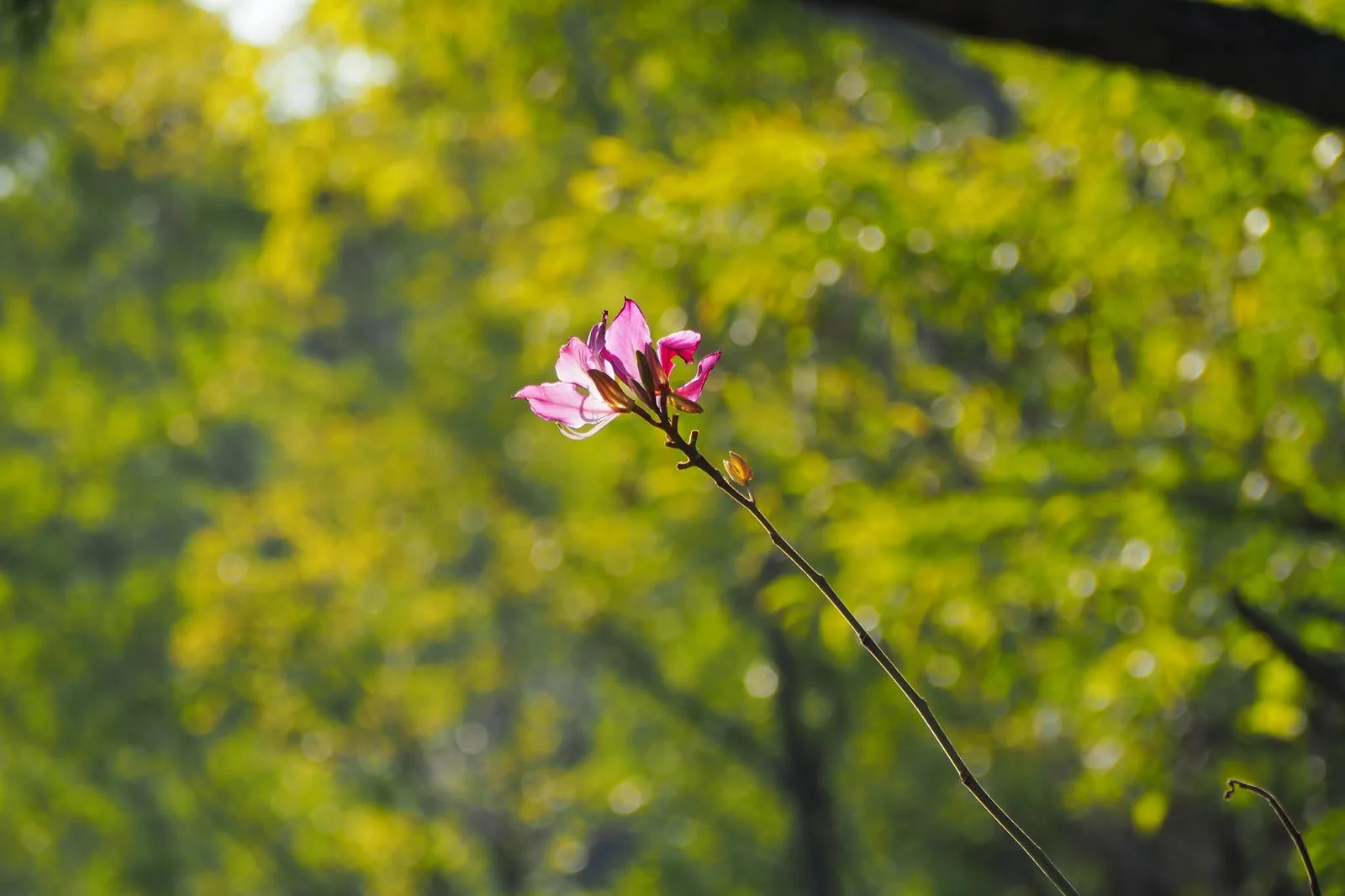 Interior at Banzhangshan Forest Park （South Gate） Zhuhai — travel photo