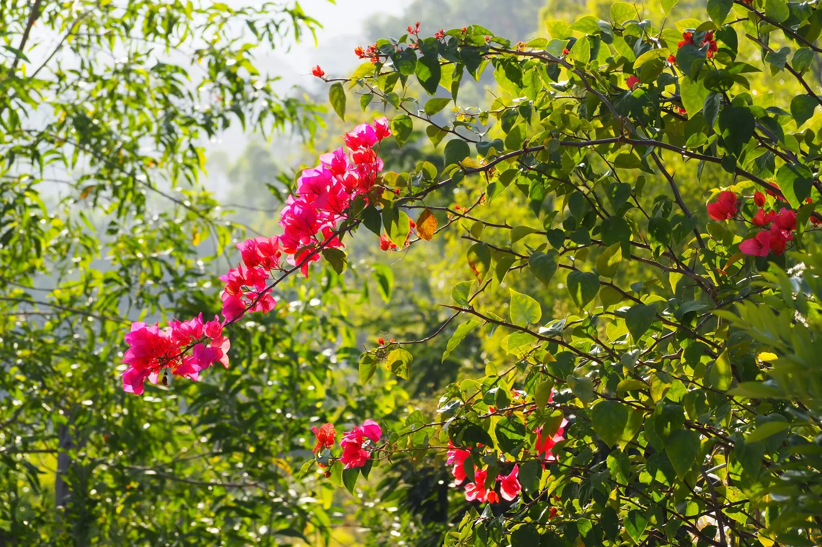 Details at Banzhangshan Forest Park （South Gate） Zhuhai — travel photo
