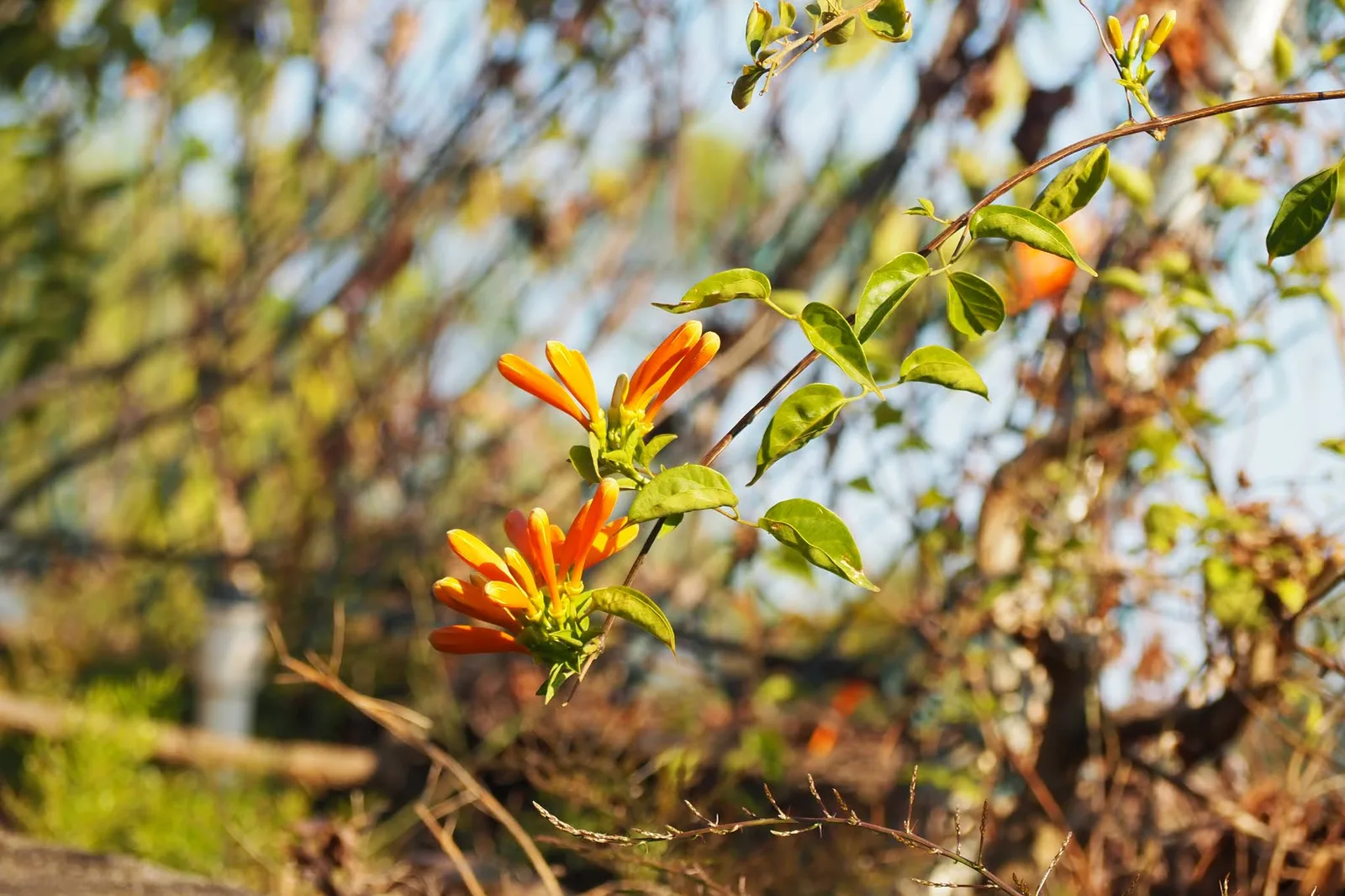 Atmosphere at Banzhangshan Forest Park （South Gate） Zhuhai — travel photo