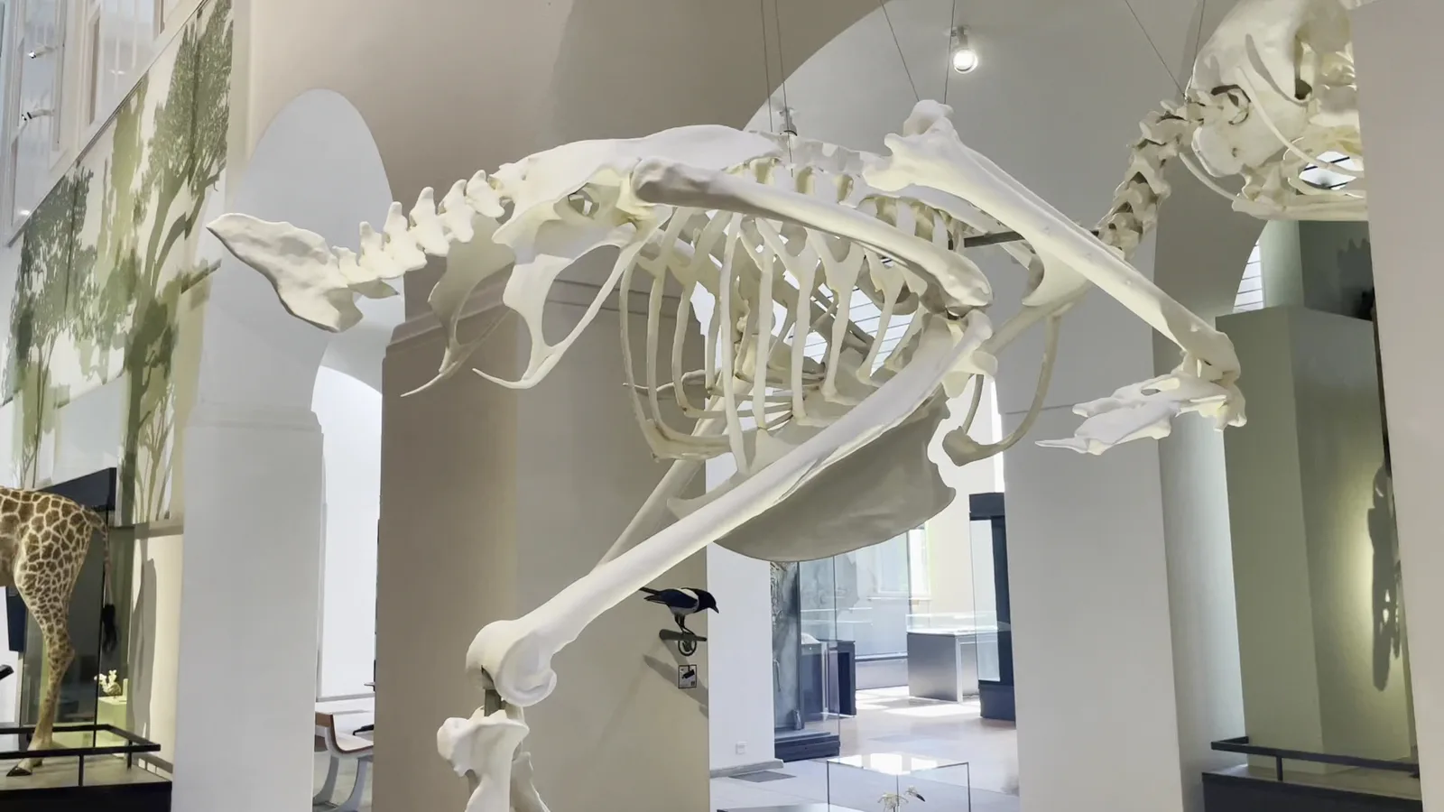Interior at Natural History Museum of the University of Zurich Zurich — travel photo