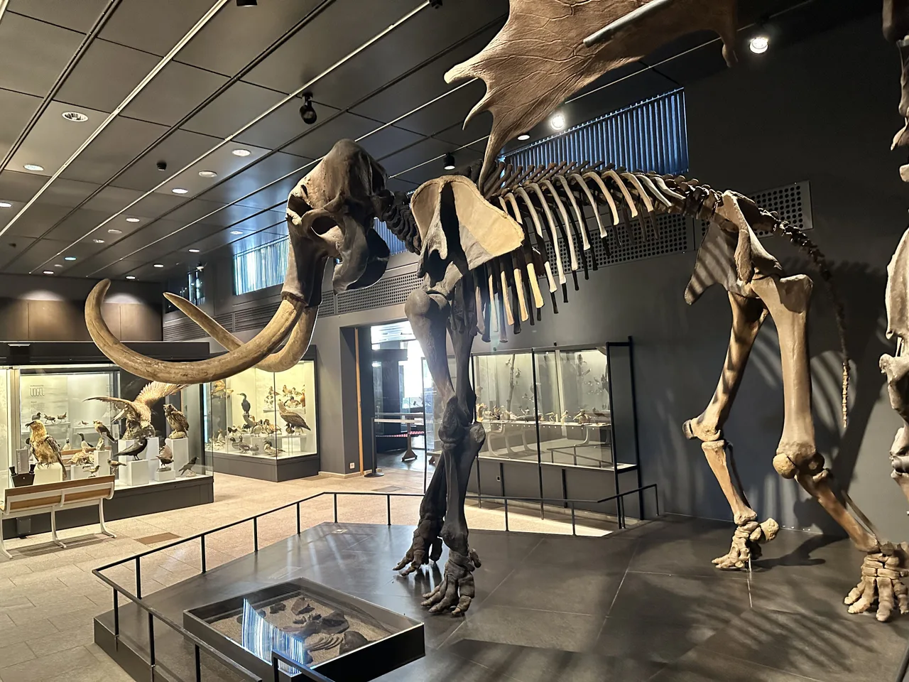 Natural History Museum of the University of Zurich
